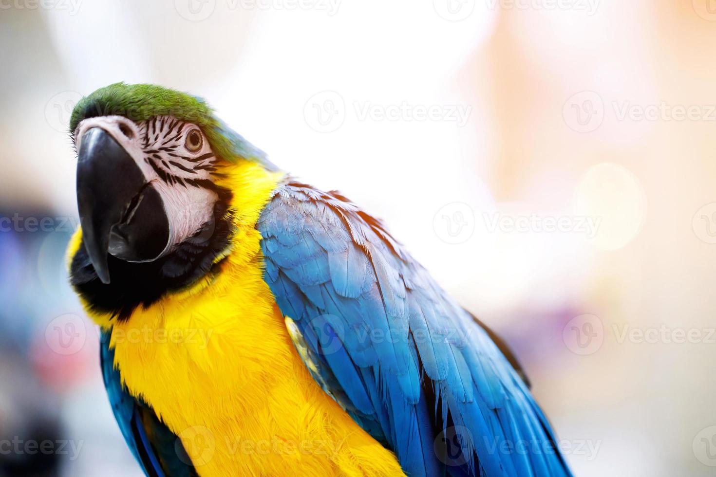 Focus on beautiful blue-yellow macaws in nature photo