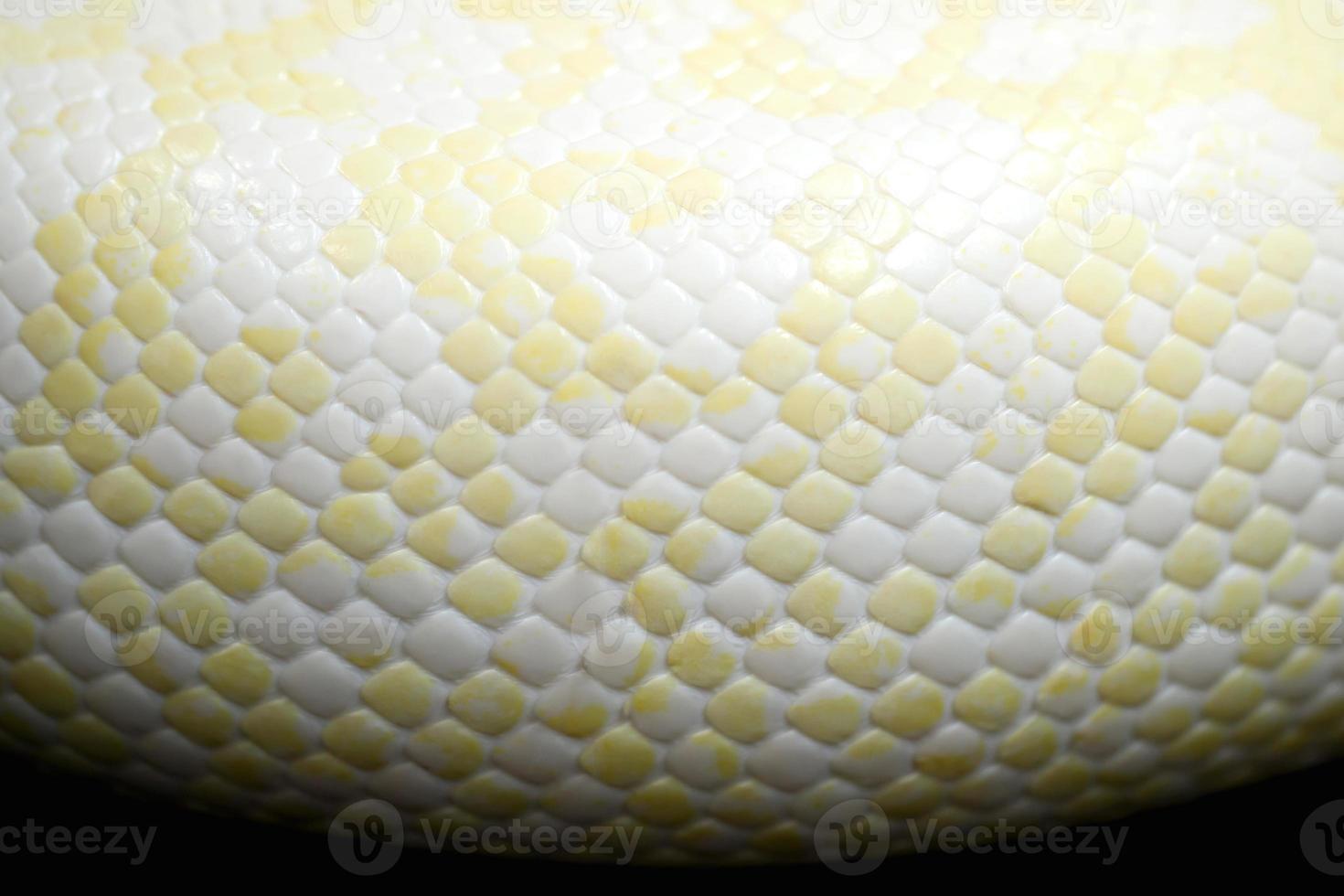 beautiful white snake pattern background photo