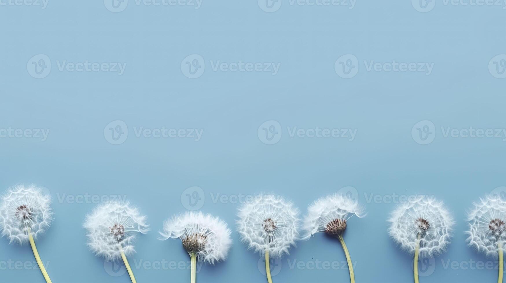 Banner with dandelions. Copy space, top view, festive background. . photo