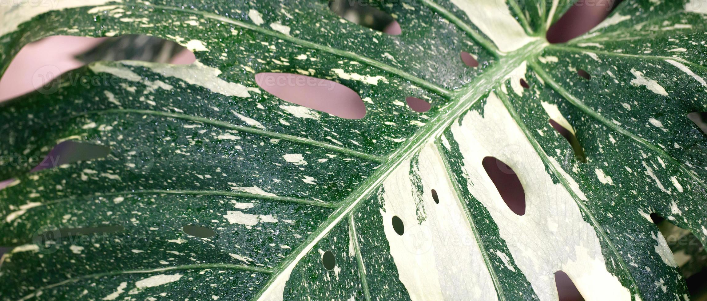 background Monstera variegated plant is an ornamental plant that photo