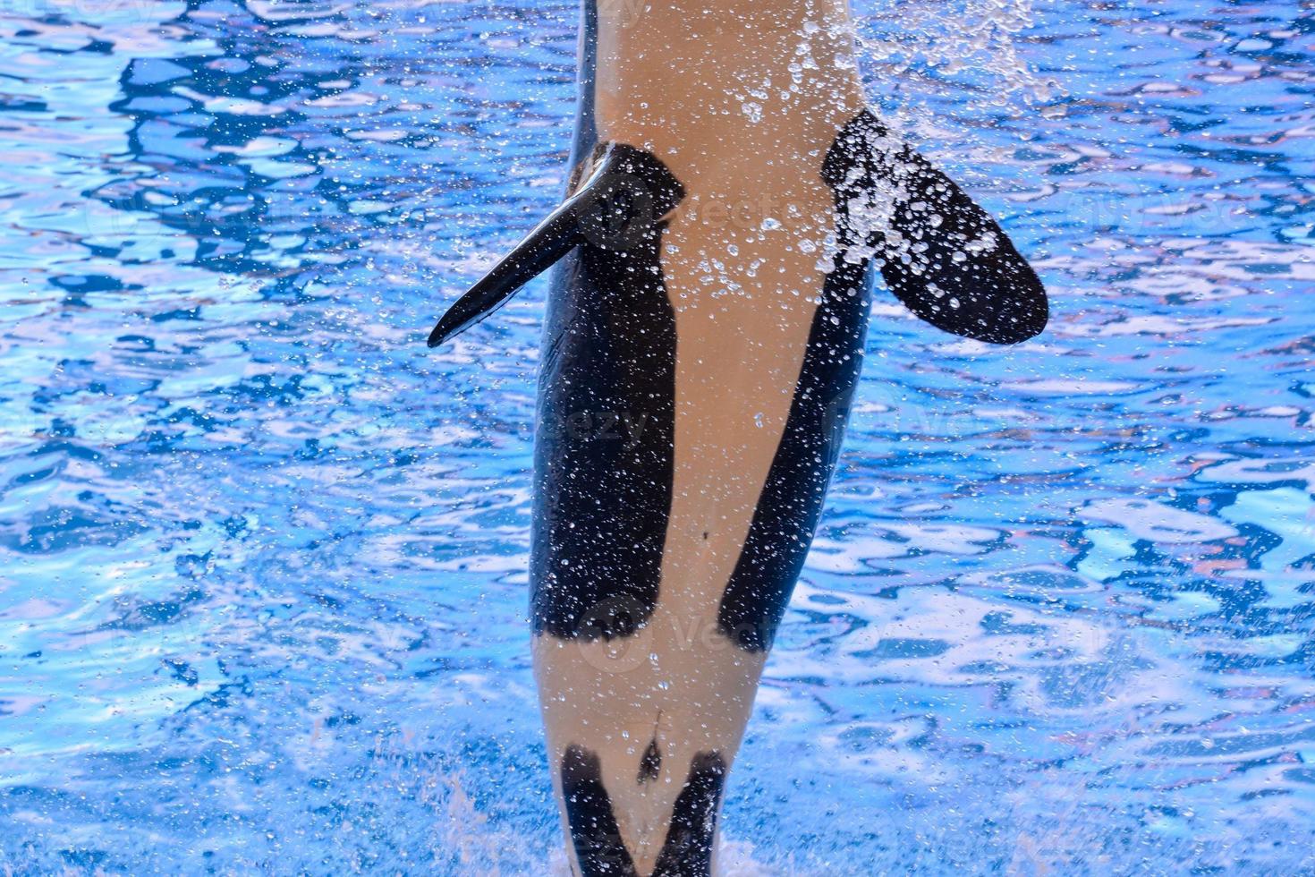 Orca whale in the zoo aquarium photo