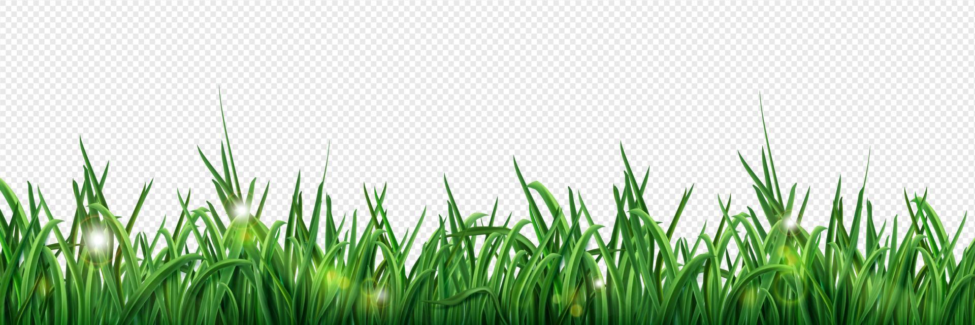 Isolated green grass lawn border illustration vector