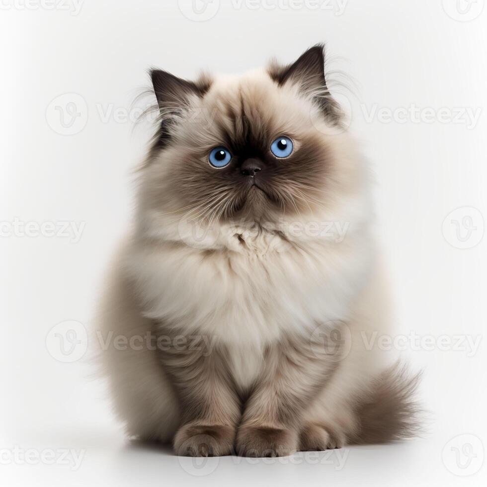 Himalayan cat. . photo