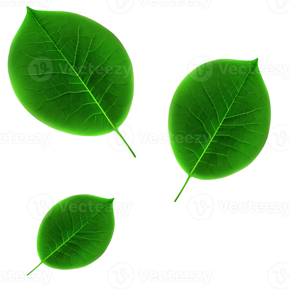 Green leaf on transparent background png