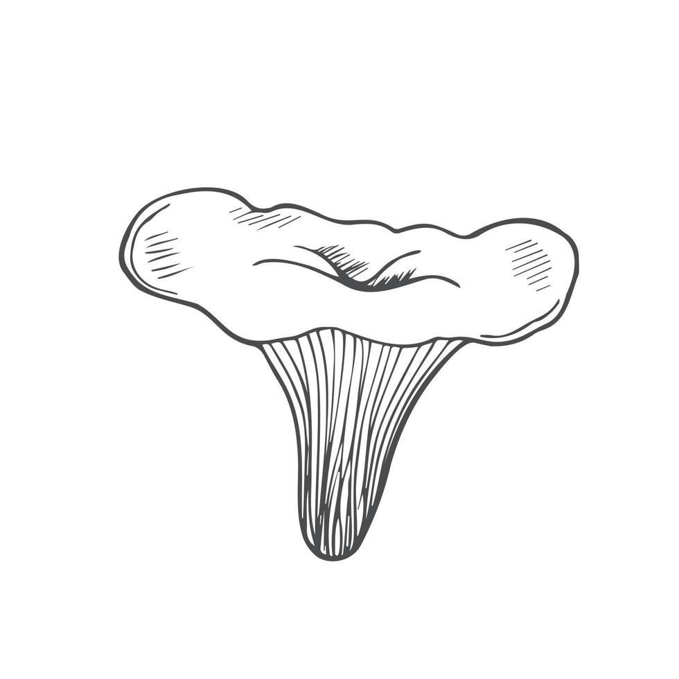 Doodle mushroom chanterelle in line. Isolated vector on white background