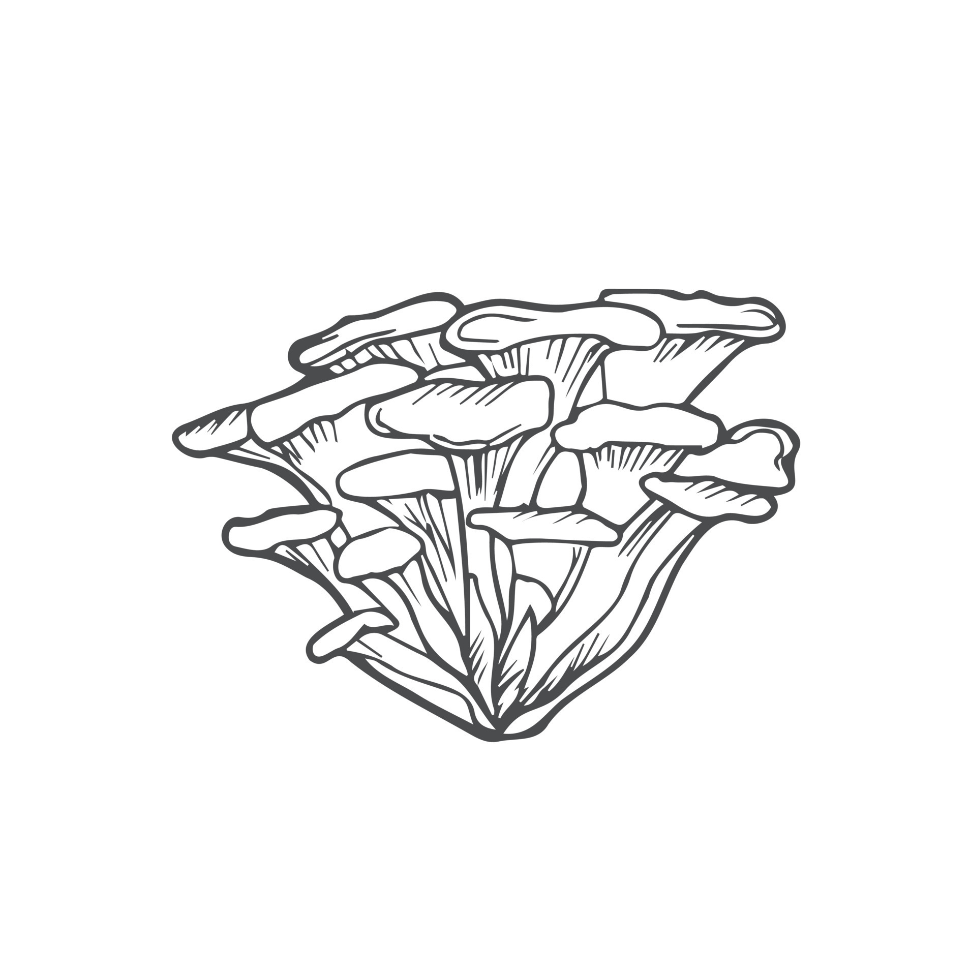 Doodle Maitake mushrooms hand drawn vector sketch, isolated on white