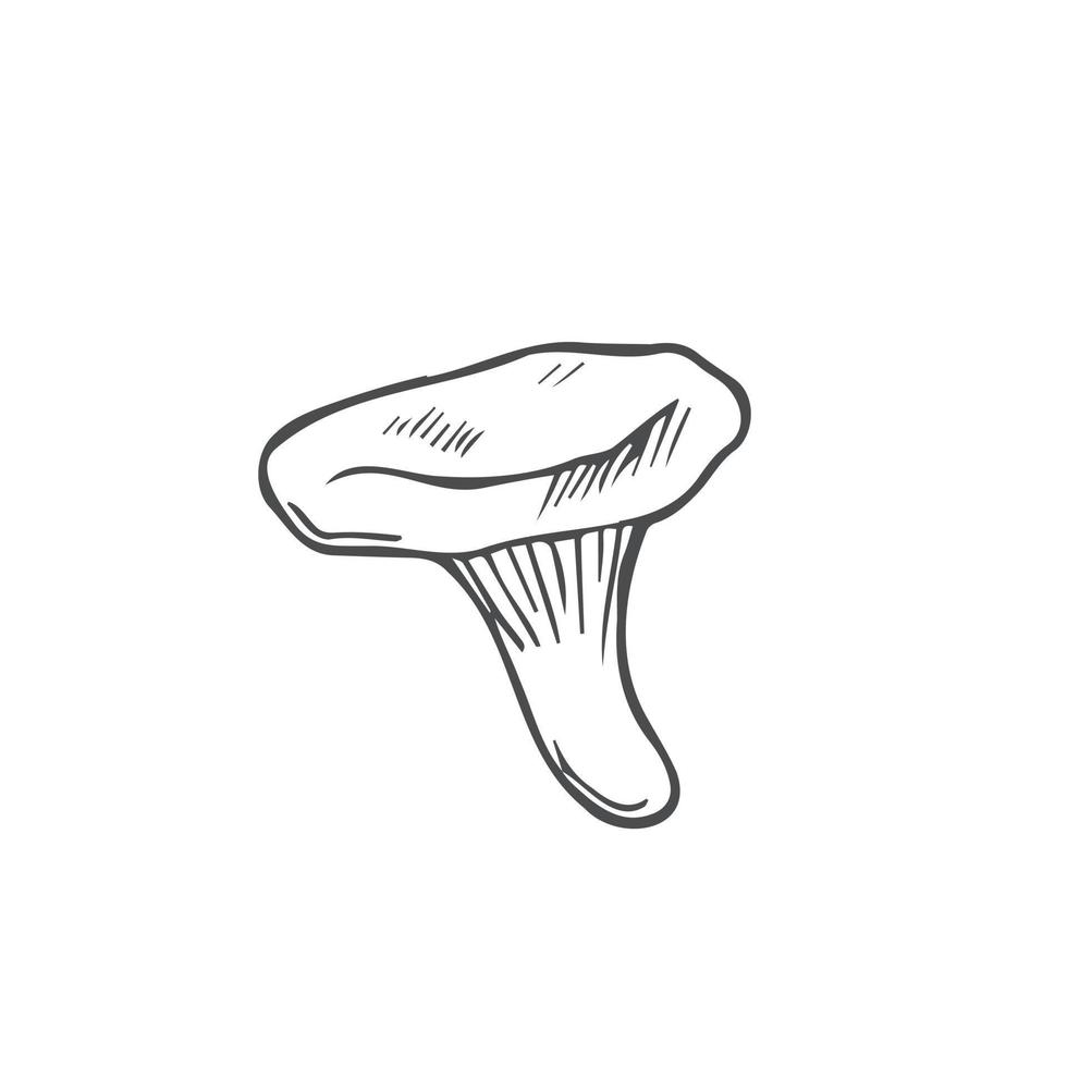 Doodle mushroom chanterelle in line. Isolated vector on white background