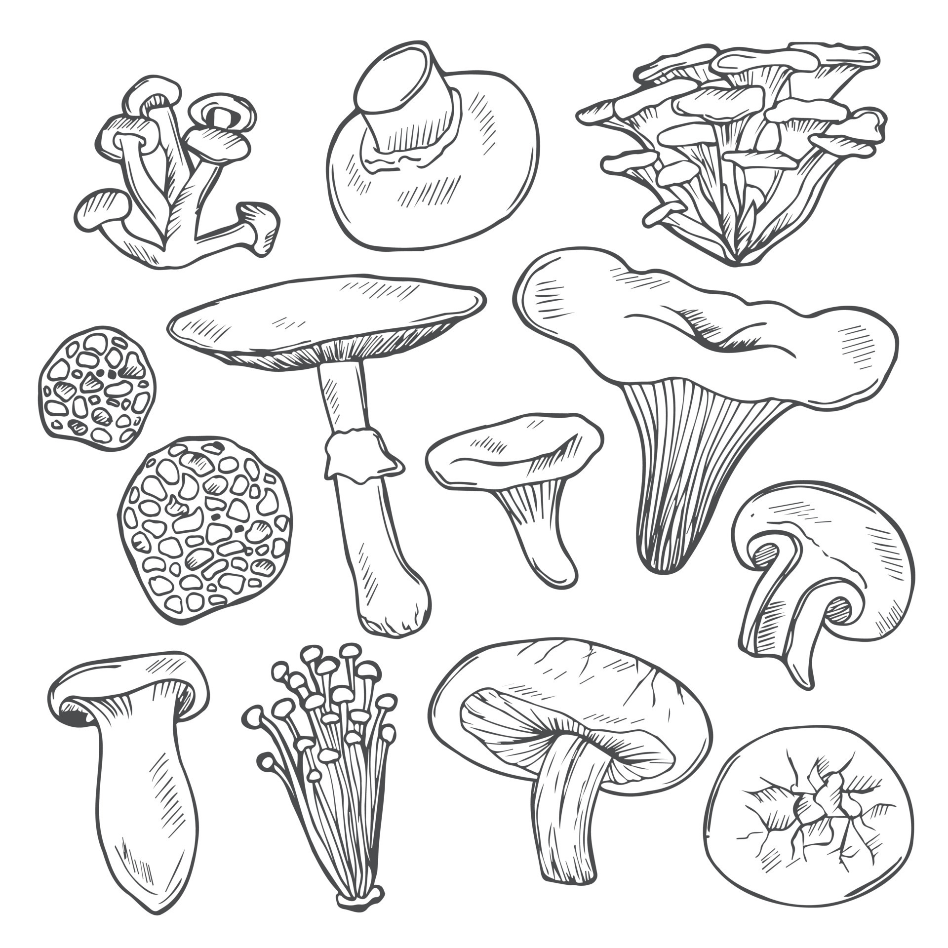 Hand drawn vector sketch of wild mushrooms in doodle style. Shiitake