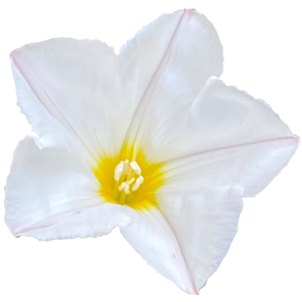 Convolvulus Cneorum flower png