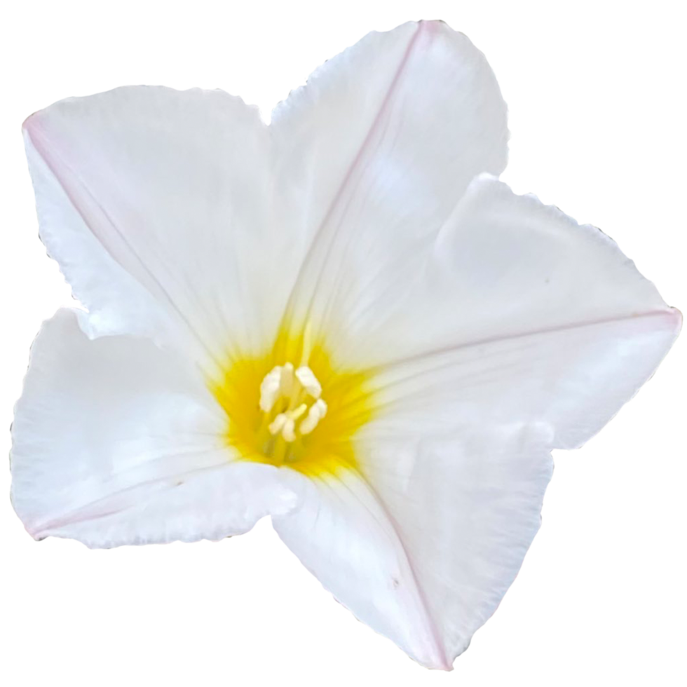 Convolvulus cneorum Blume png