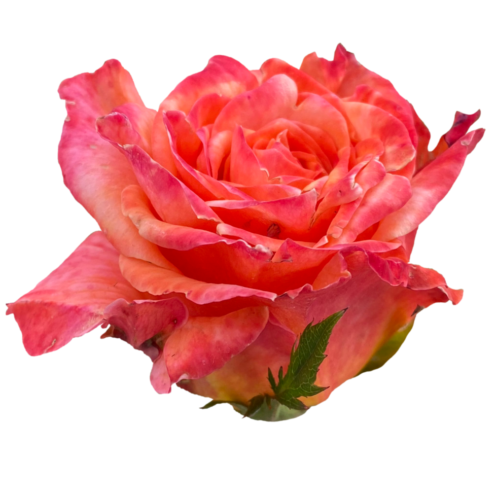 rosa giardino Roma fiori png