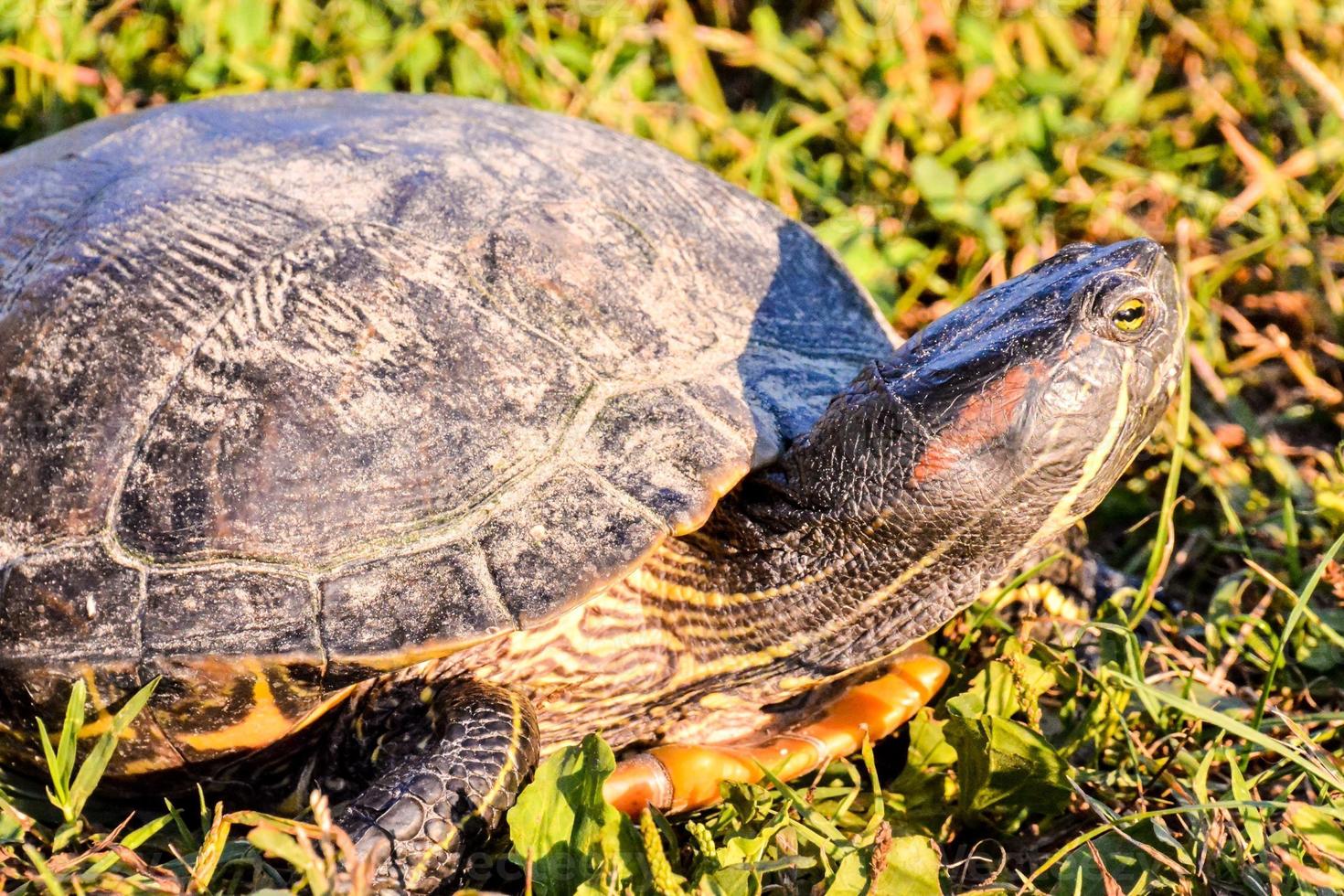 Turtle close up photo