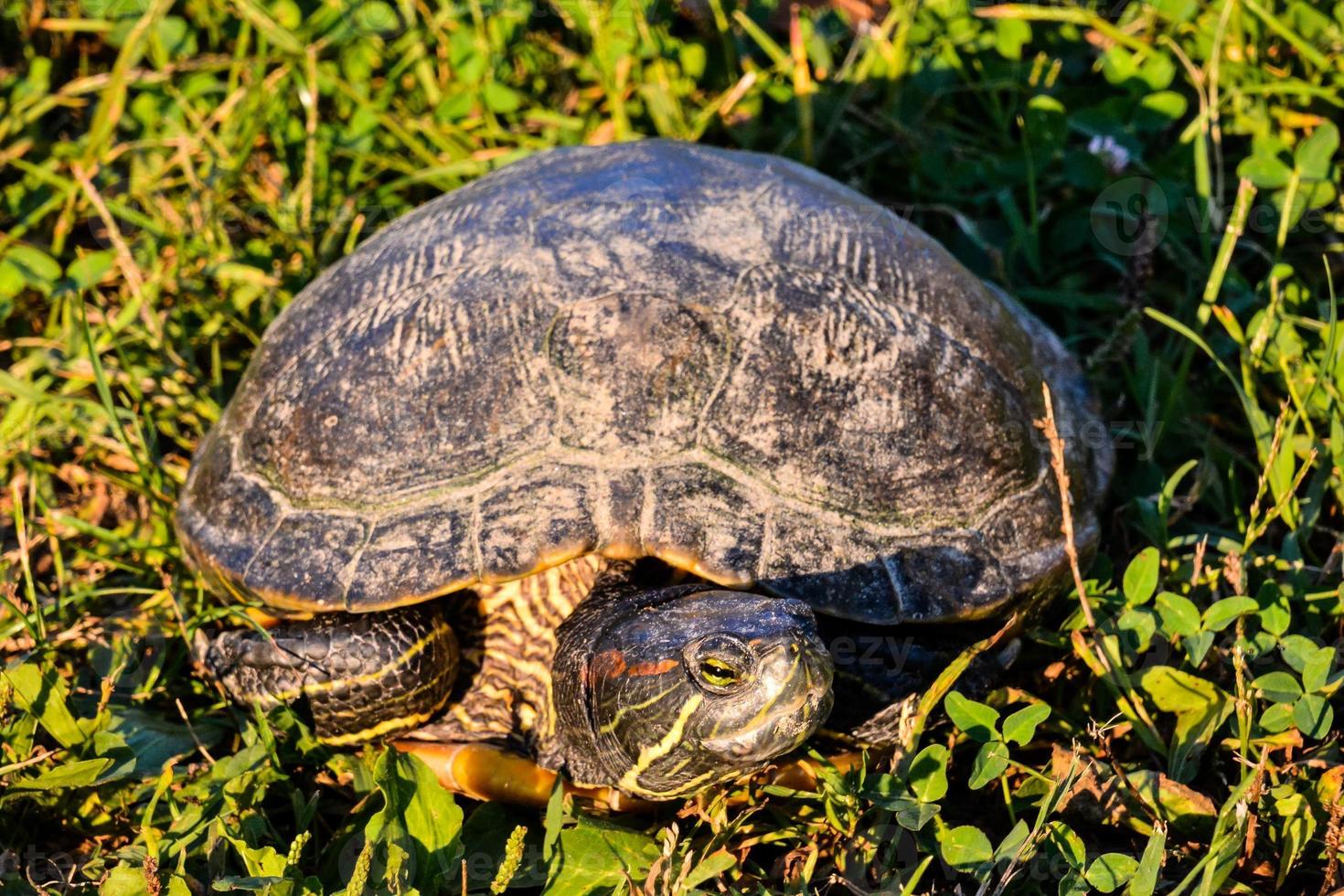 Turtle close up photo