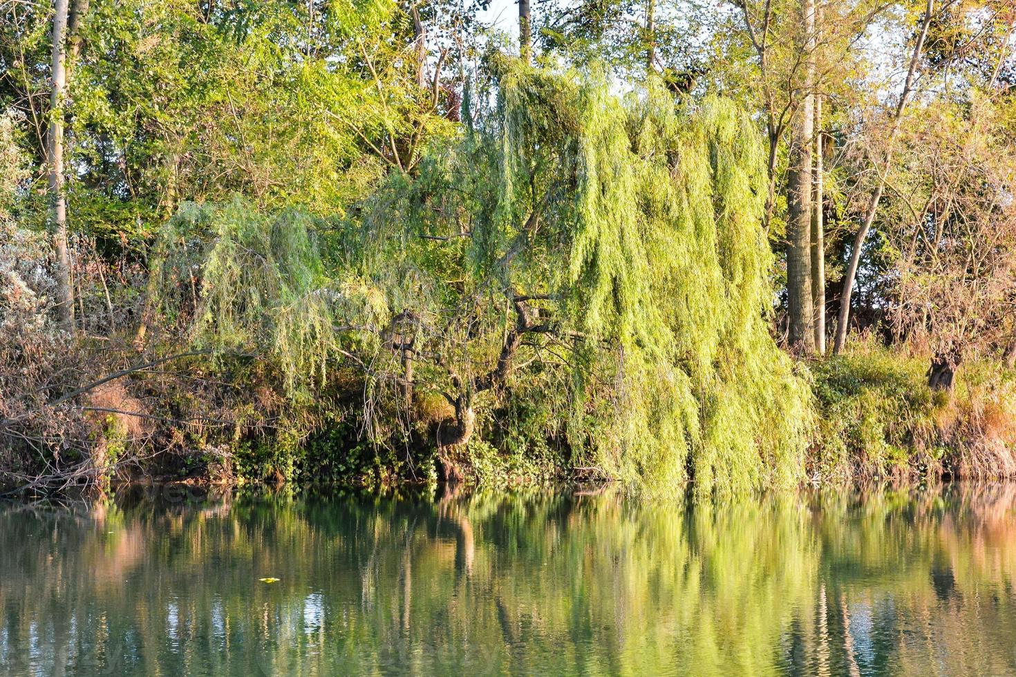 Reflection of trees on the water photo