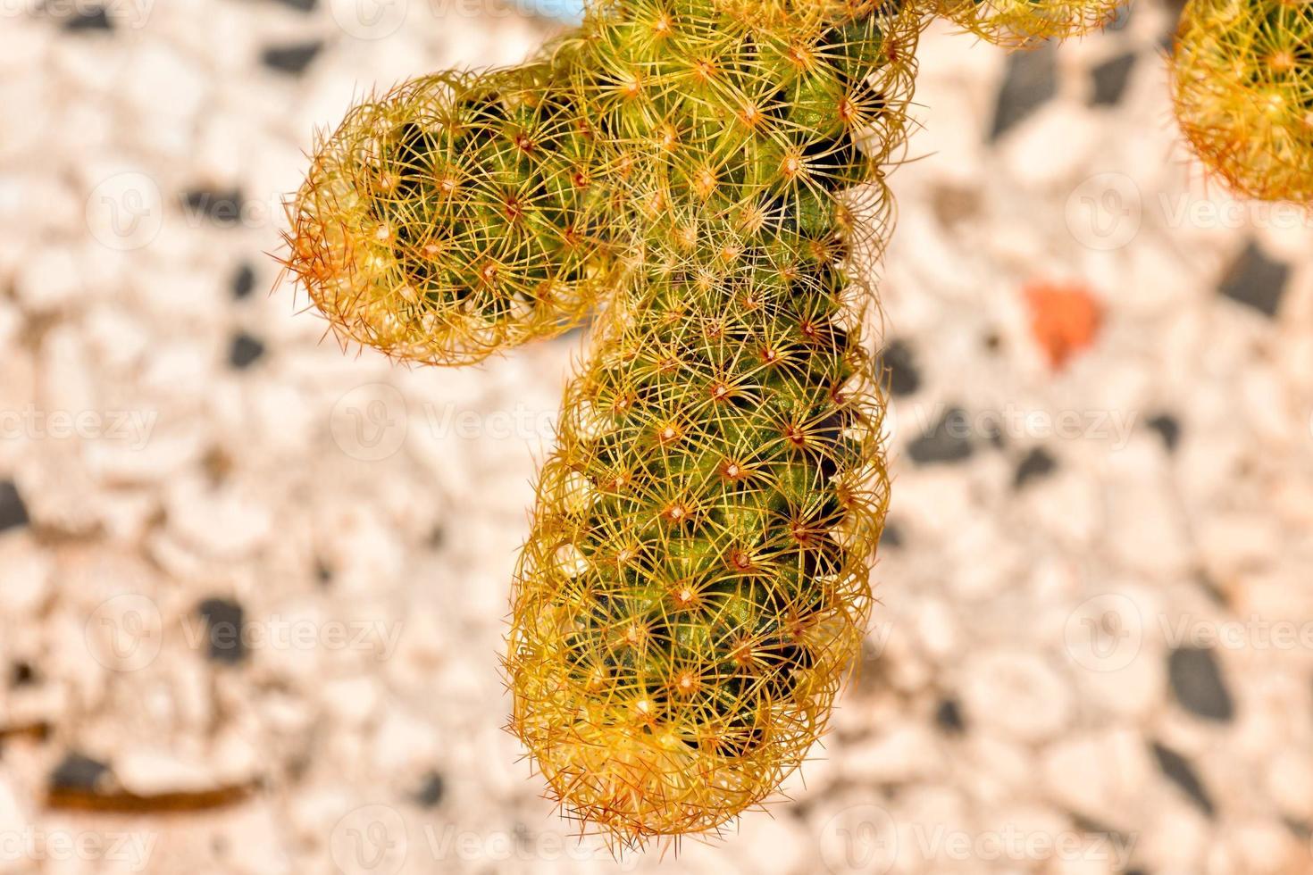 Small cactus close up photo