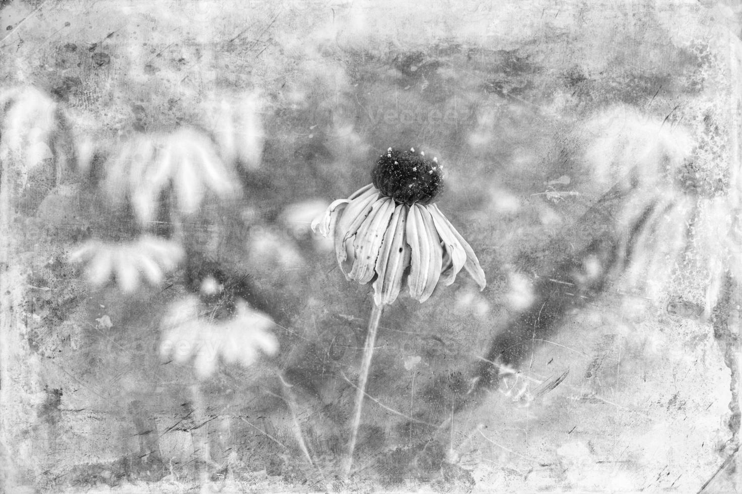 black-and-white flowers on an interesting background photo