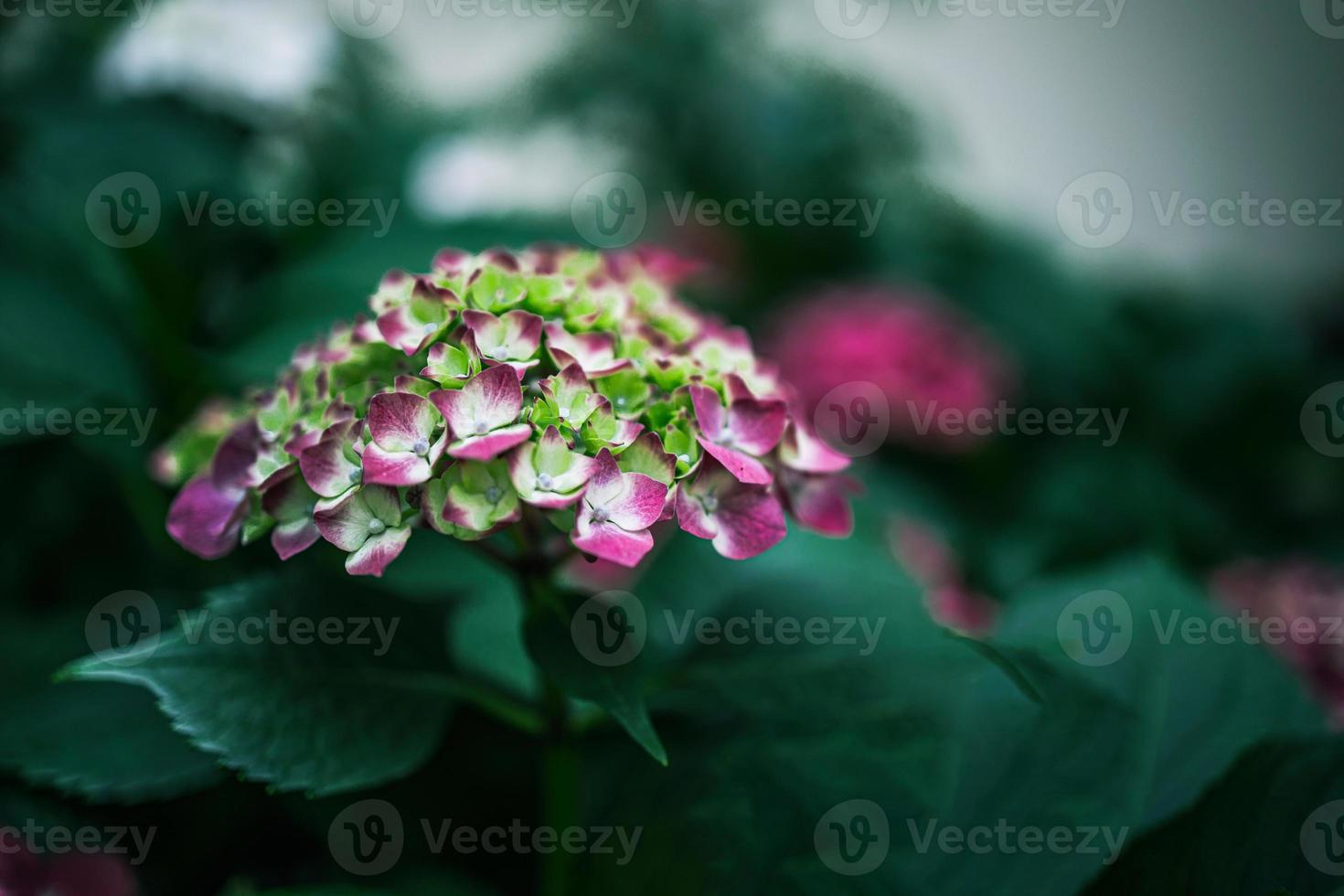 flower of purple hydrangea among green leaves in summer garden photo
