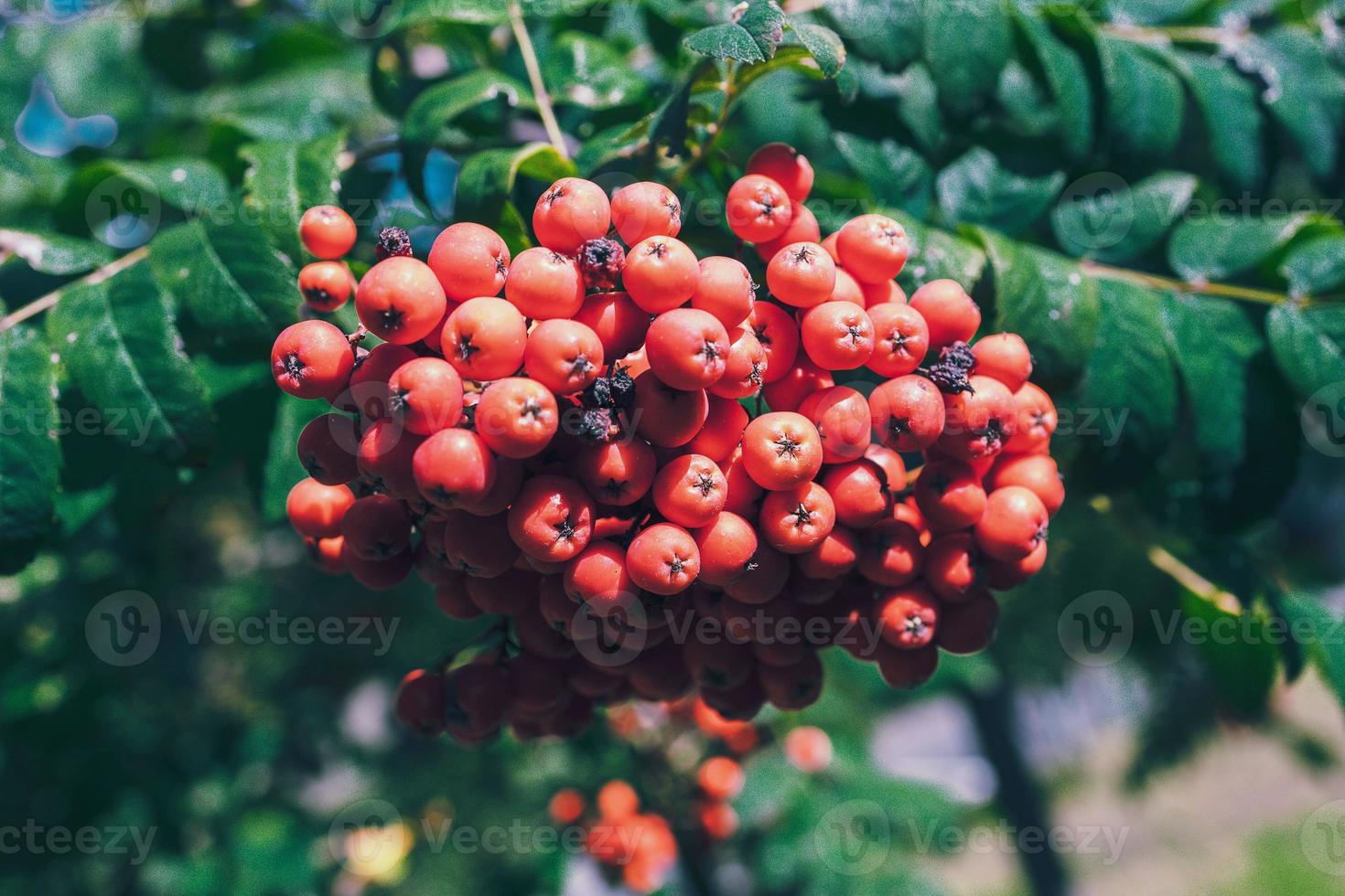 red rowan among green leaves on a tree in warm sunshine photo