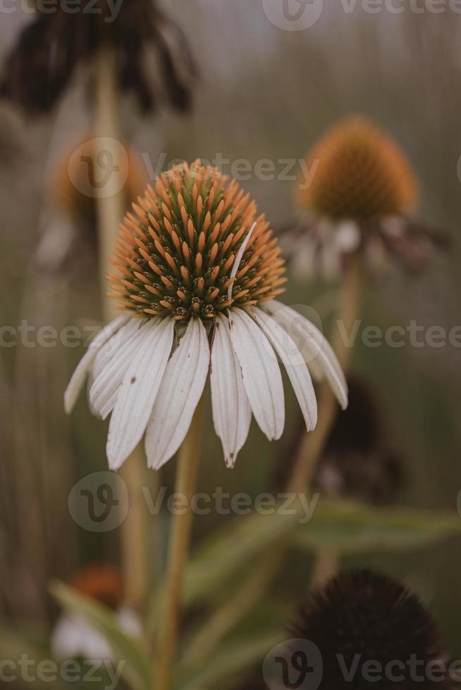 summer flower in the garden on a beige background photo