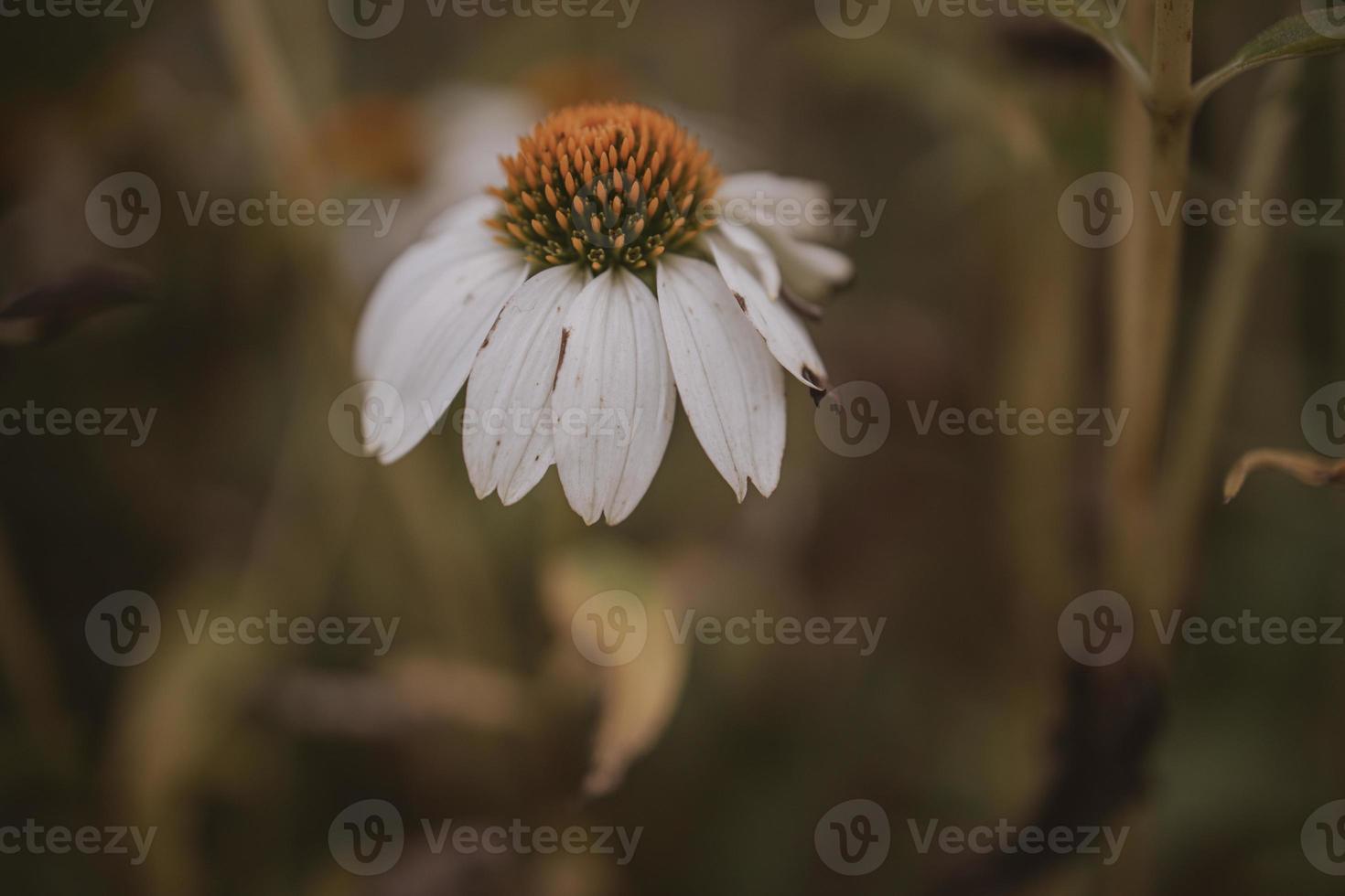 summer flower in the garden on a beige background photo