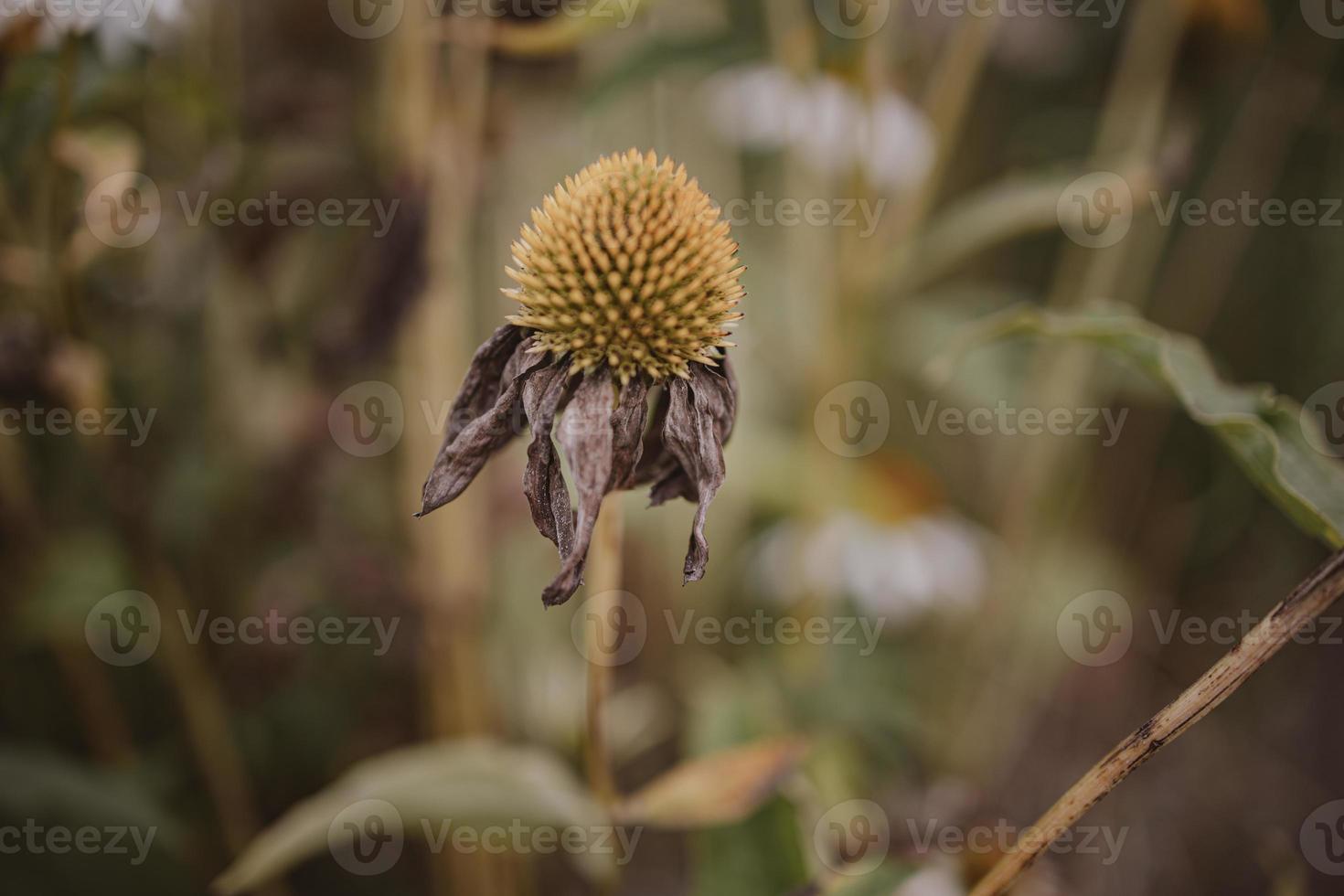 faded flower in a garden in early fall against a beige background photo