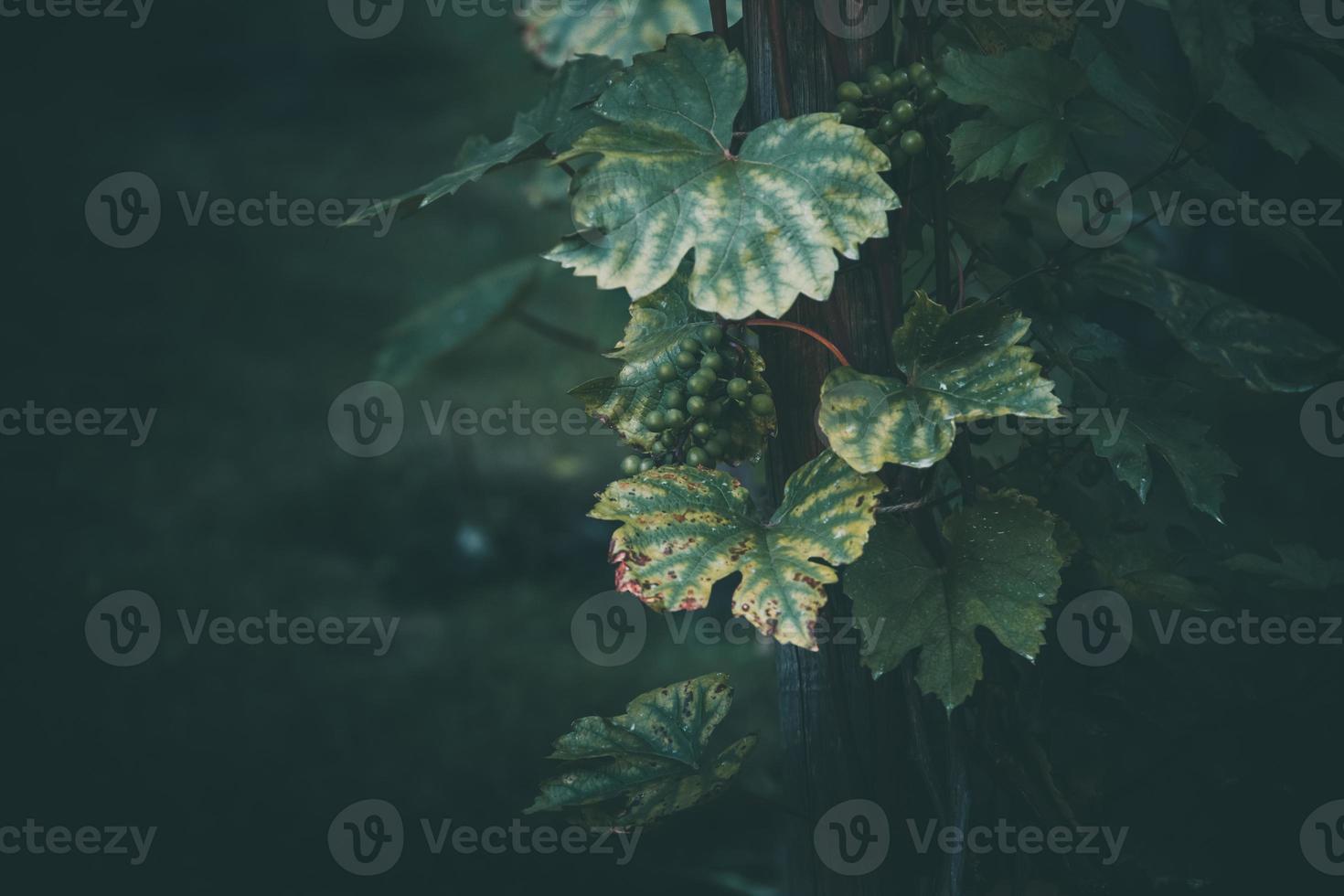 grape on the vine on a summer day close-up photo