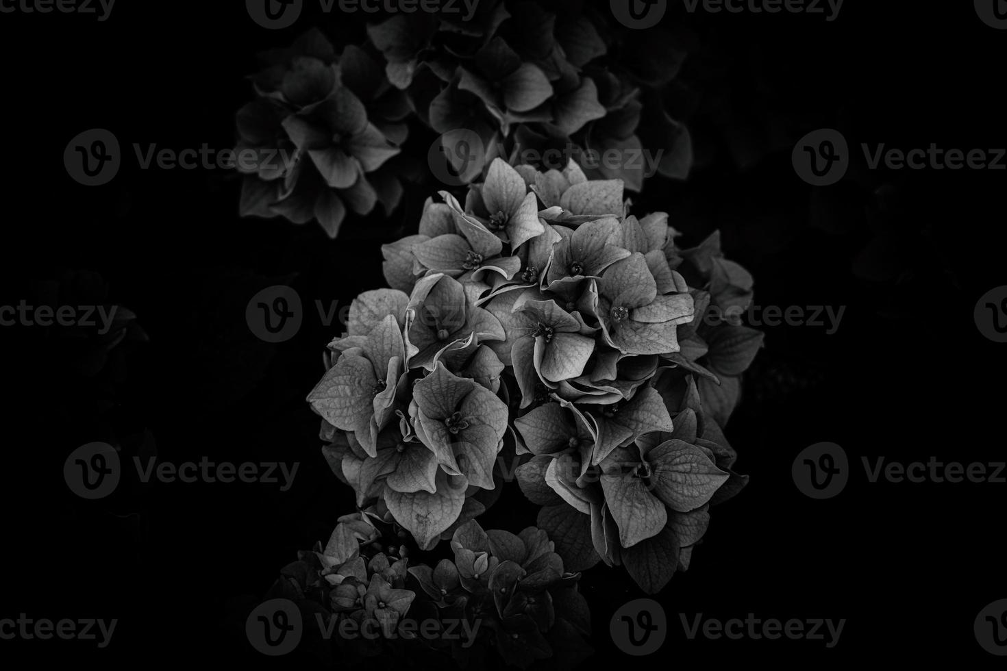 flor de un Violeta hortensia en el jardín de cerca foto