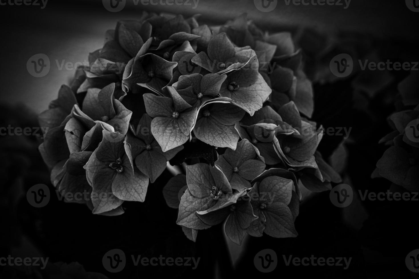 flower of a violet hydrangea in the garden close-up photo