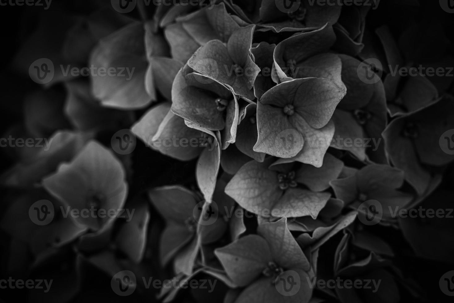 flower of a violet hydrangea in the garden close-up photo