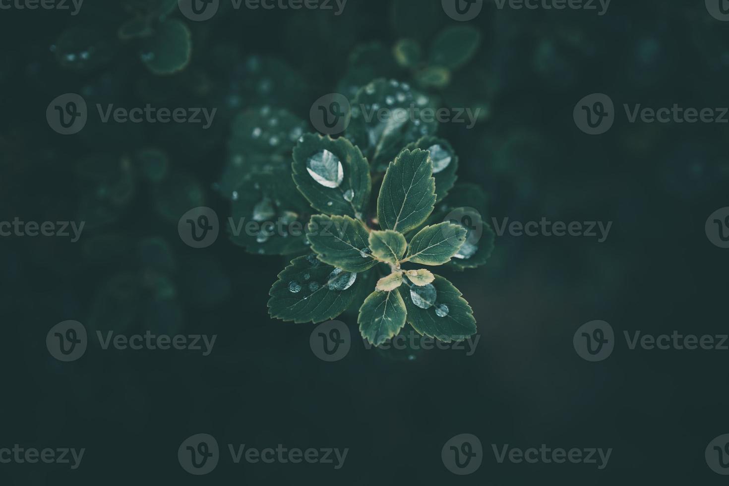 rain drops in close-up on the leaves of the plant photo