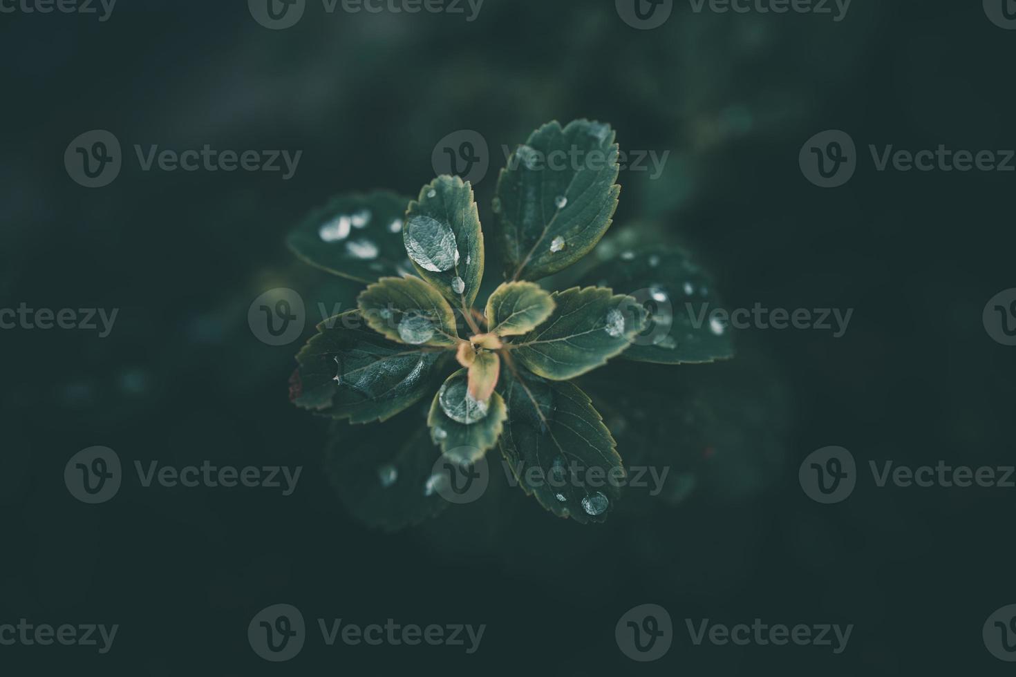rain drops in close-up on the leaves of the plant photo