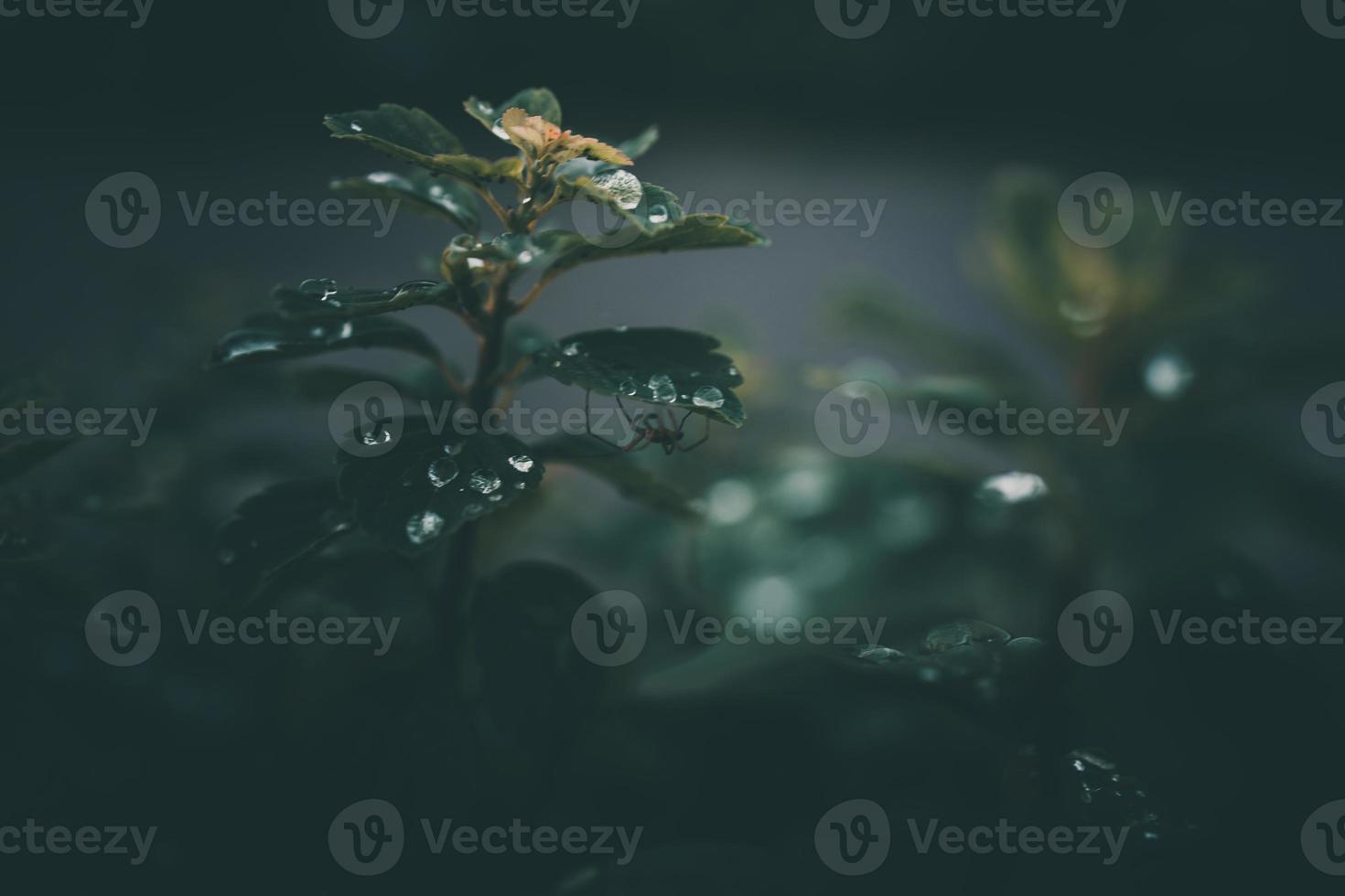 rain drops in close-up on the leaves of the plant photo