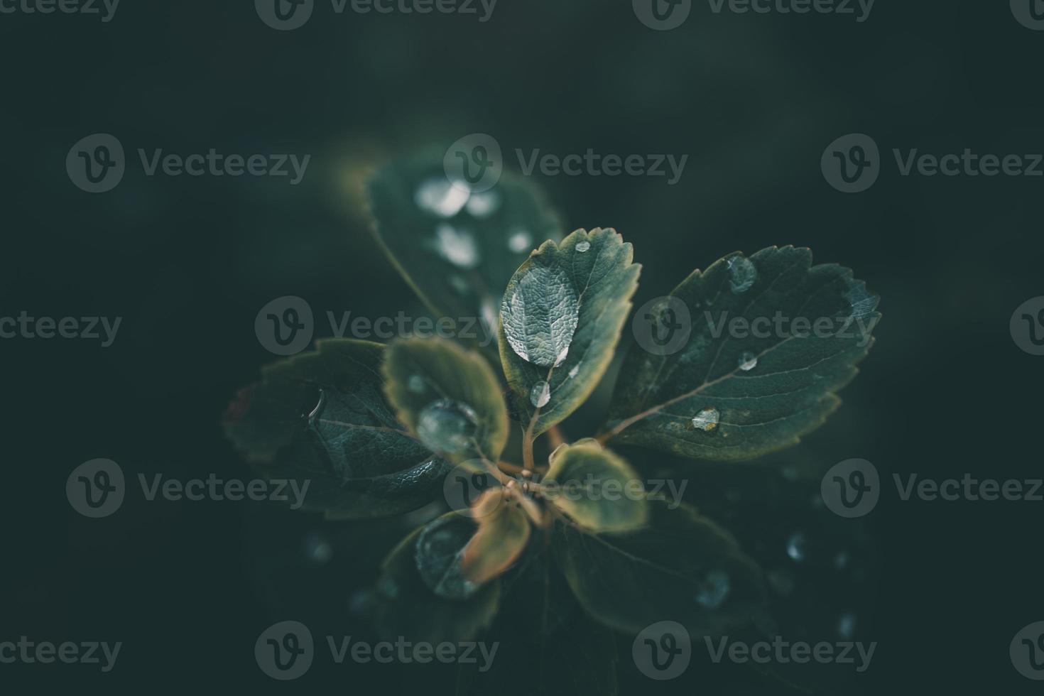 rain drops in close-up on the leaves of the plant photo