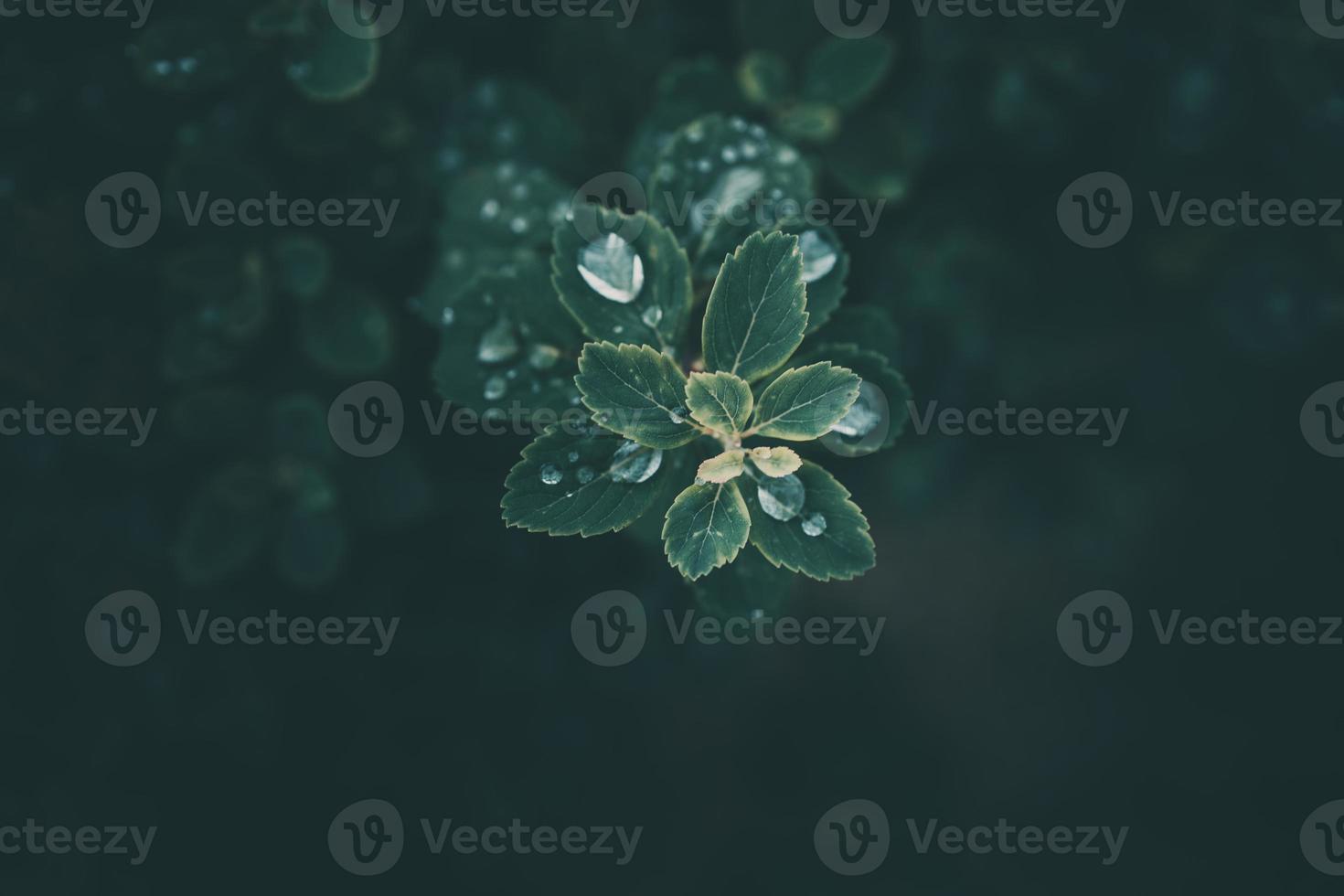 lluvia gotas en de cerca en el hojas de el planta foto