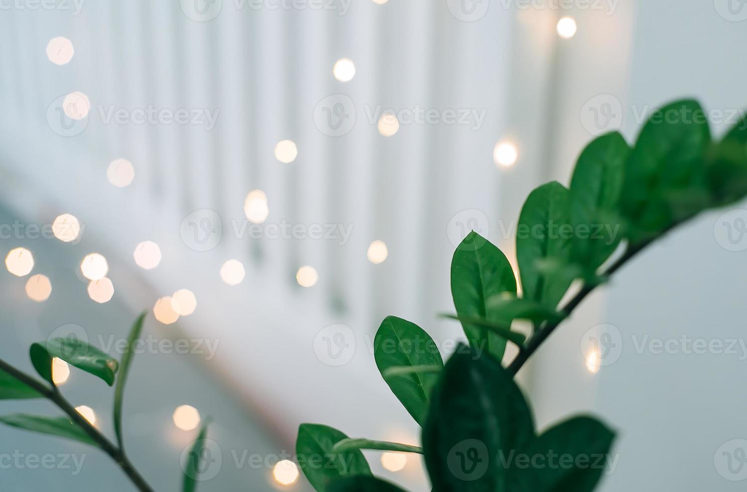 House plant green ficus in white pot near the bed. White bedroom interior. photo
