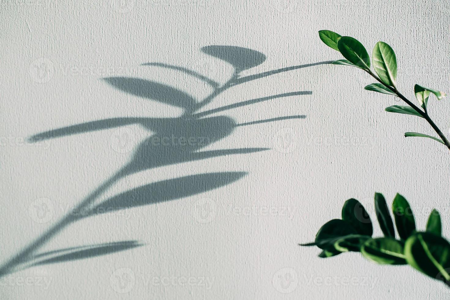 Shadows of flowers house plant on wall wallpapers grey background. Desing, ard, abstract concept photo