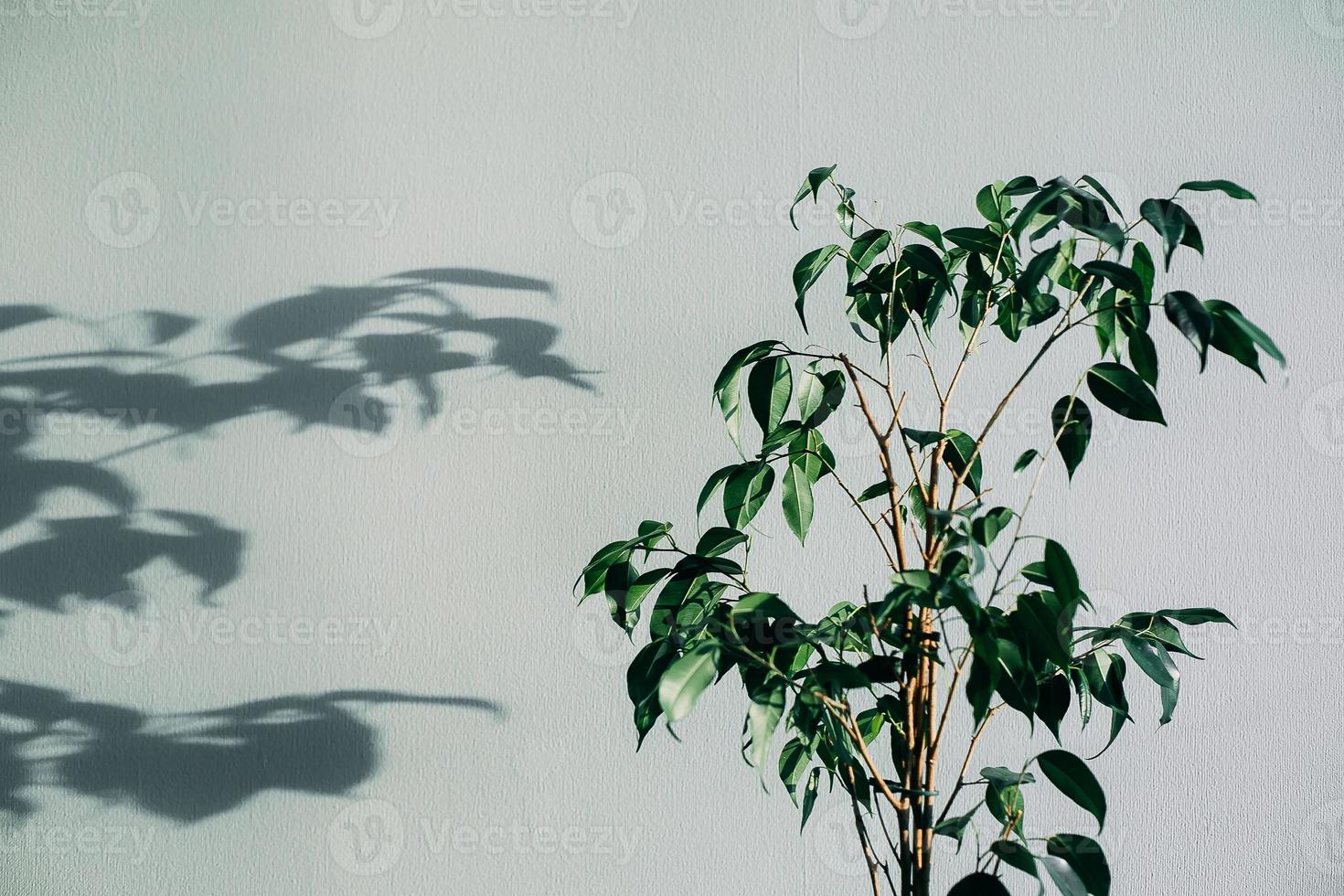 Shadows of flowers house plant on wall wallpapers grey background. Desing, ard, abstract concept photo