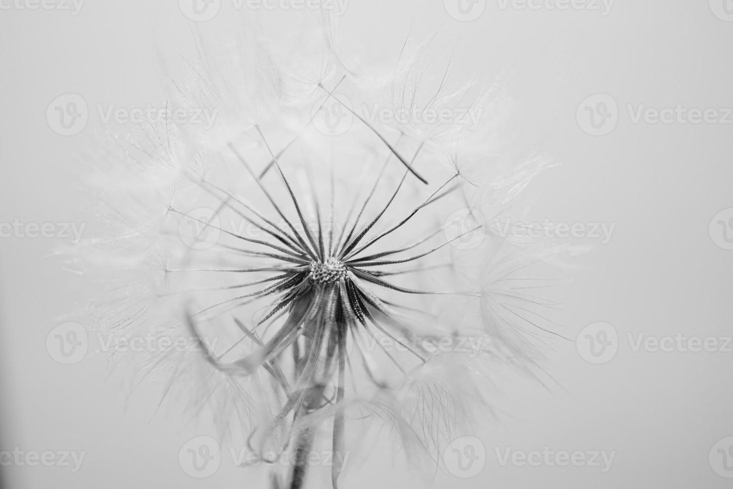 summer dandelion in close-up on a light background photo