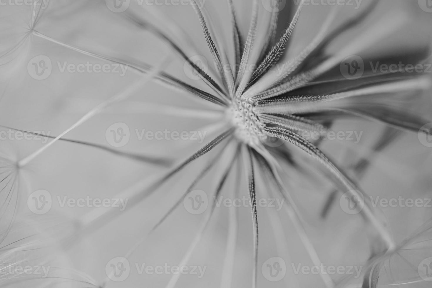 summer dandelion in close-up on a light background photo