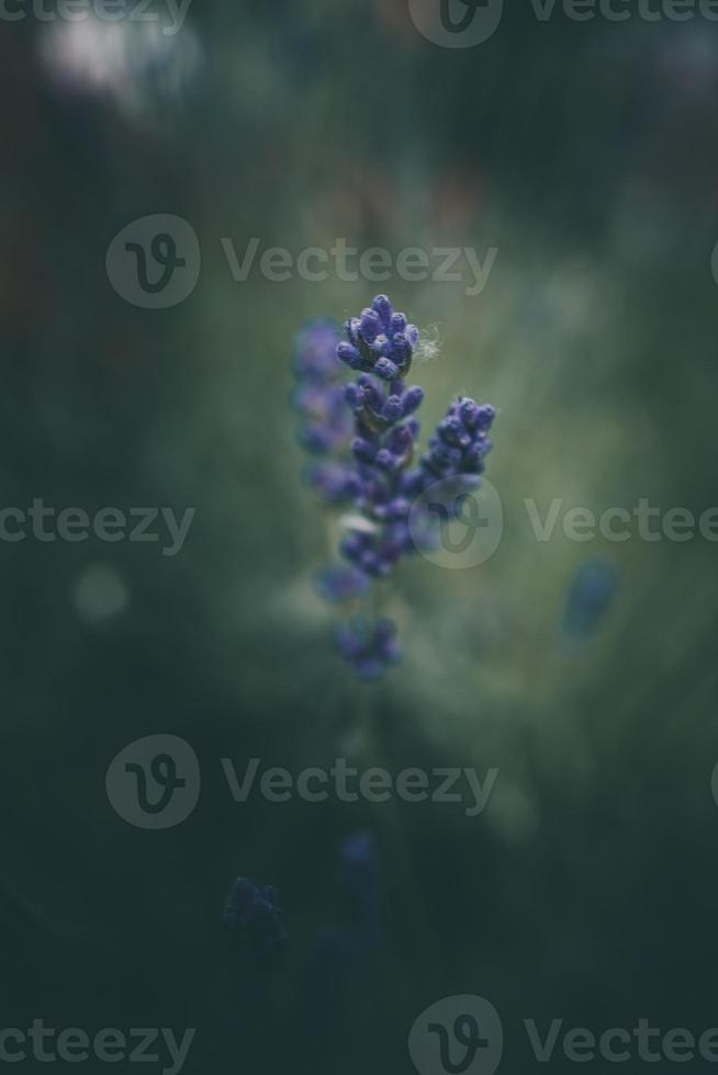 lavender flowers in the garden on green background photo