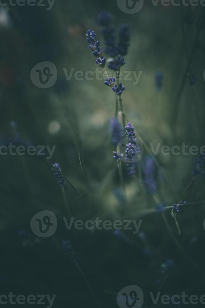 lavender flowers in the garden on green background photo