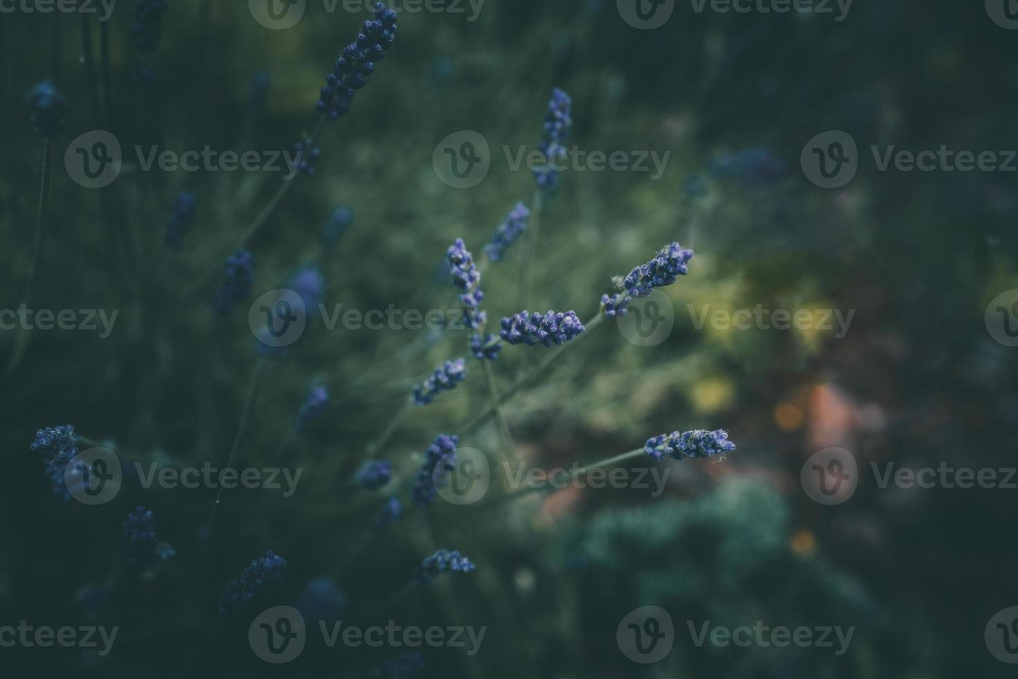 lavanda flores en el jardín en verde antecedentes foto