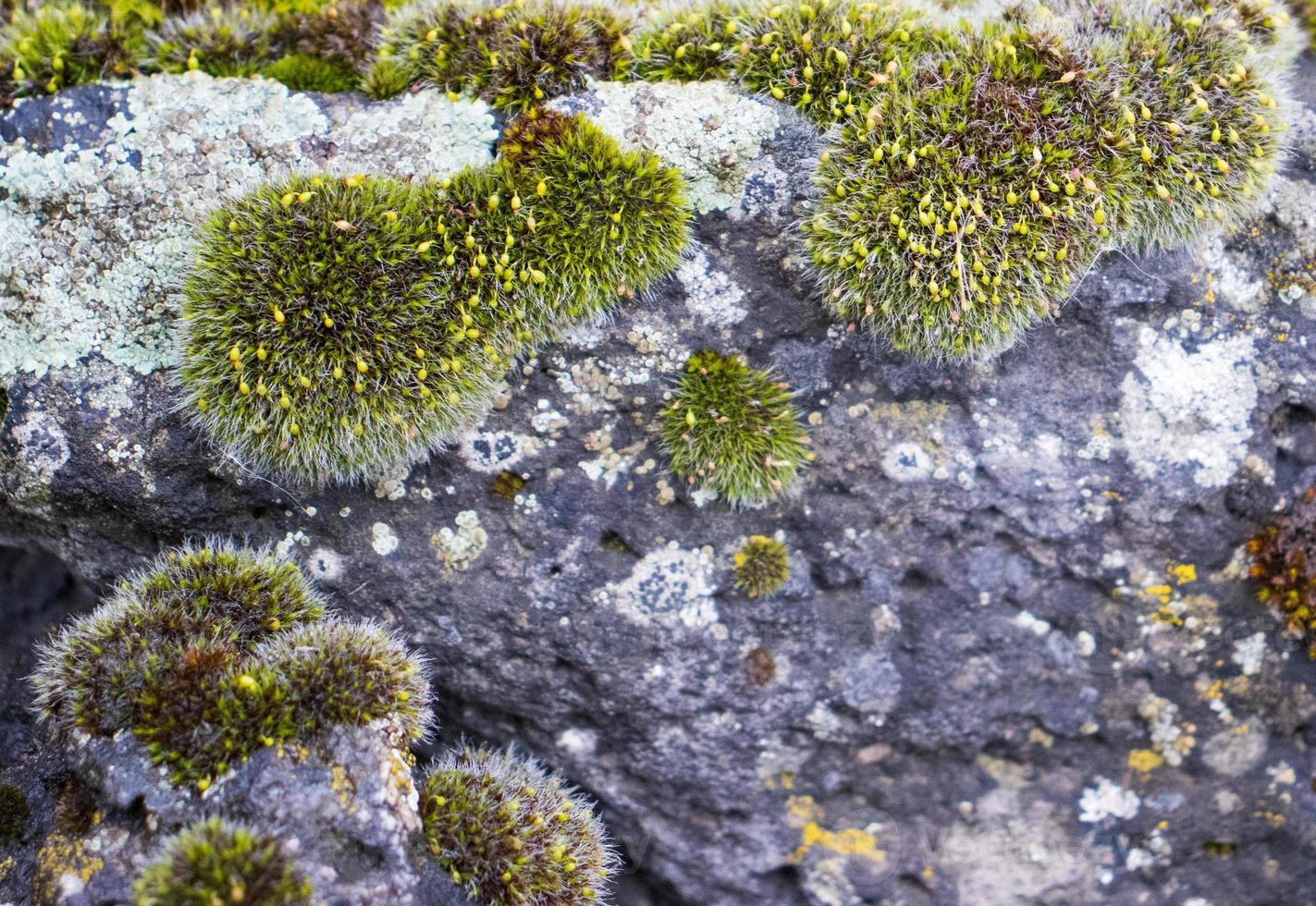 Close up moss grown up cover the rough stones and on the floor in the forest. Show with macro view. Rocks full of the moss photo