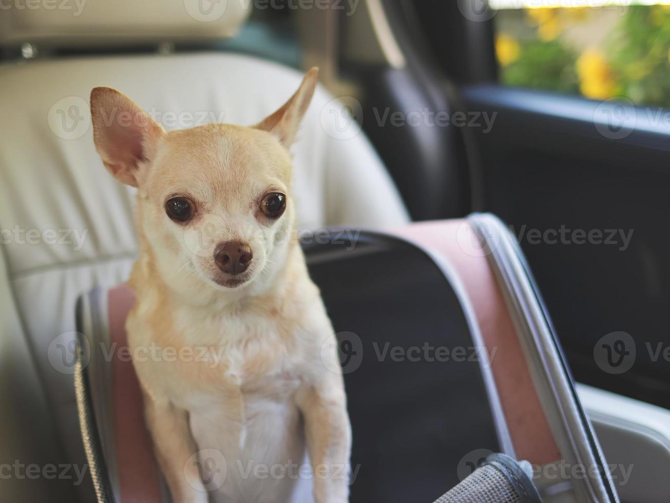 happy brown short hair chihuahua dog standing in  pet carrier backpack with opened windows in car seat. Safe travel with pets concept. photo