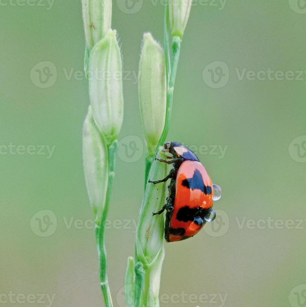 A red ladybug stay at branch of rice plant, isolated on green blurred background. Close up of insect.. Macro shoot. photo