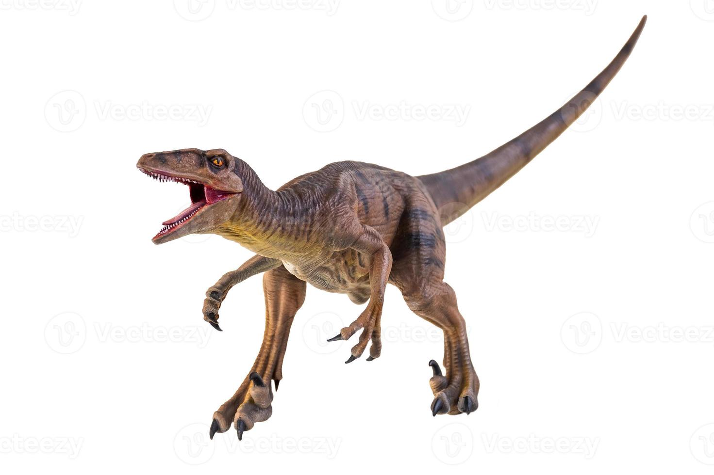 dinosaur , Velociraptor  isolated background photo