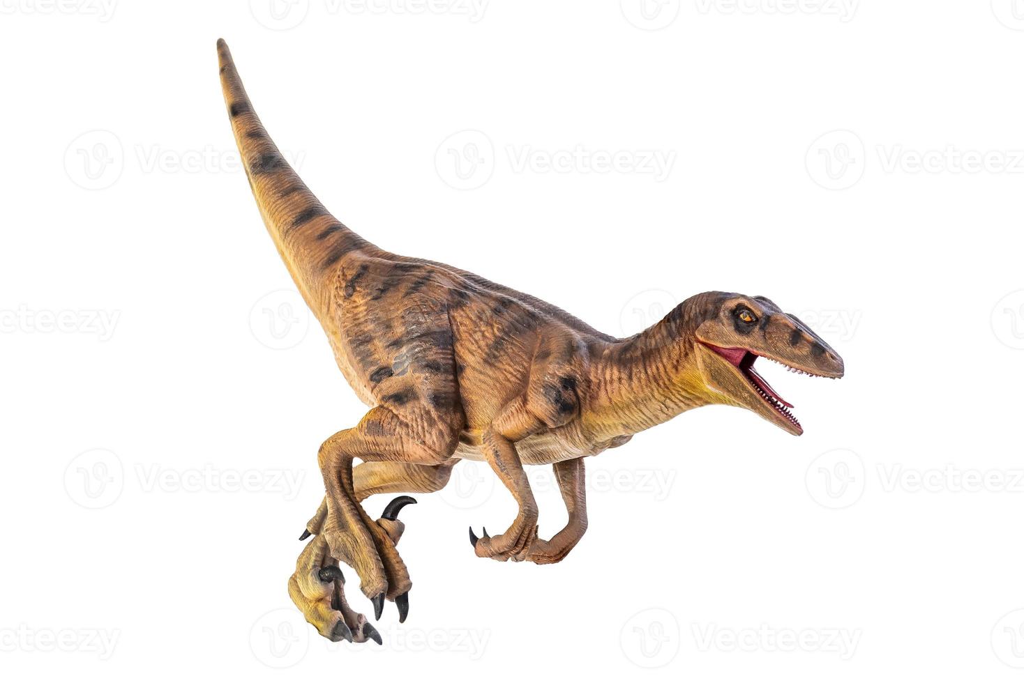 dinosaur , Velociraptor  isolated background photo