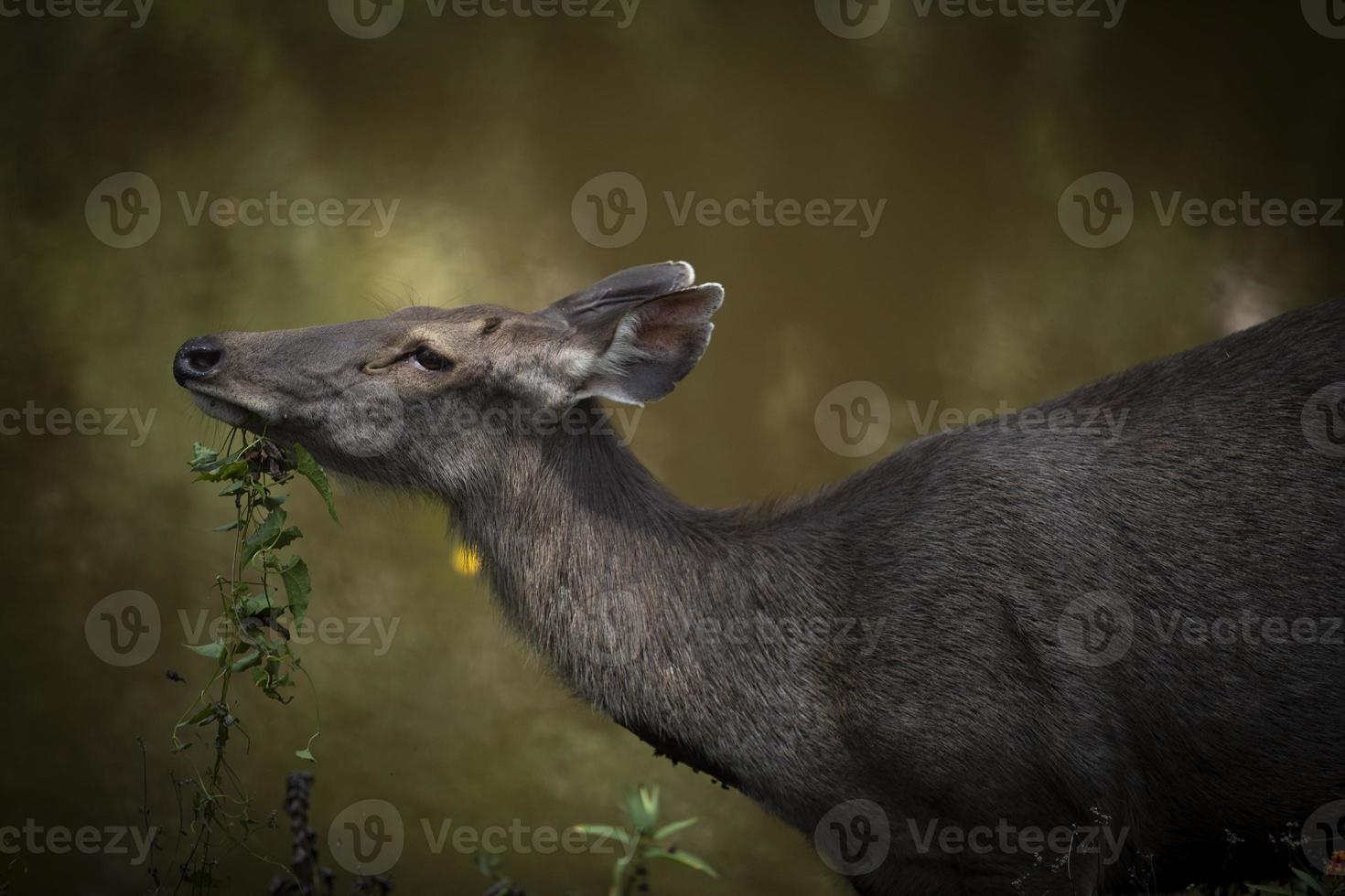 female sambar deer in khaoyai national park thailand photo