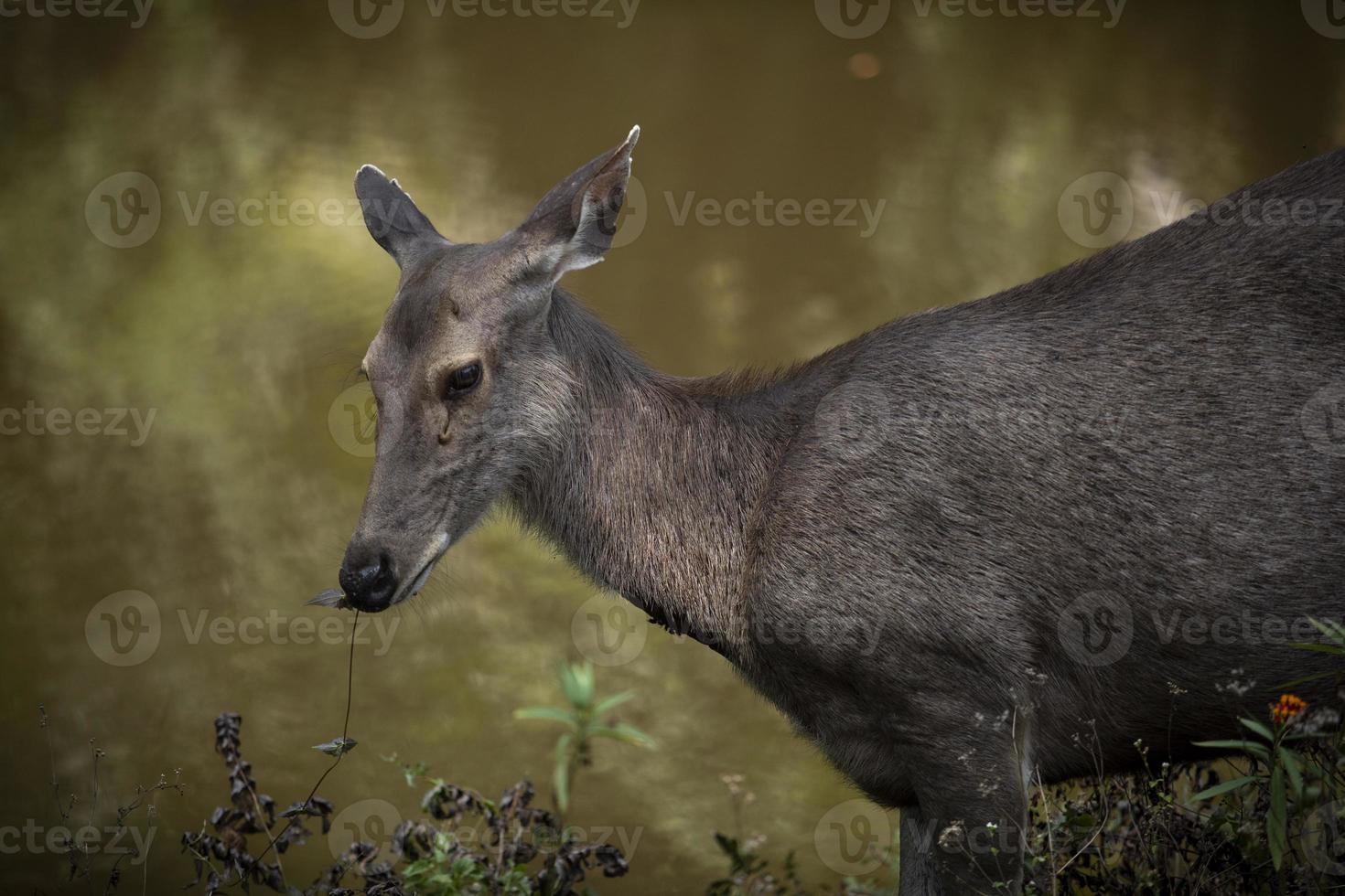 female sambar deer in khaoyai national park thailand photo