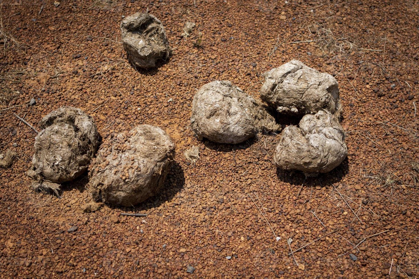 elephant dropping on red gravel ground photo
